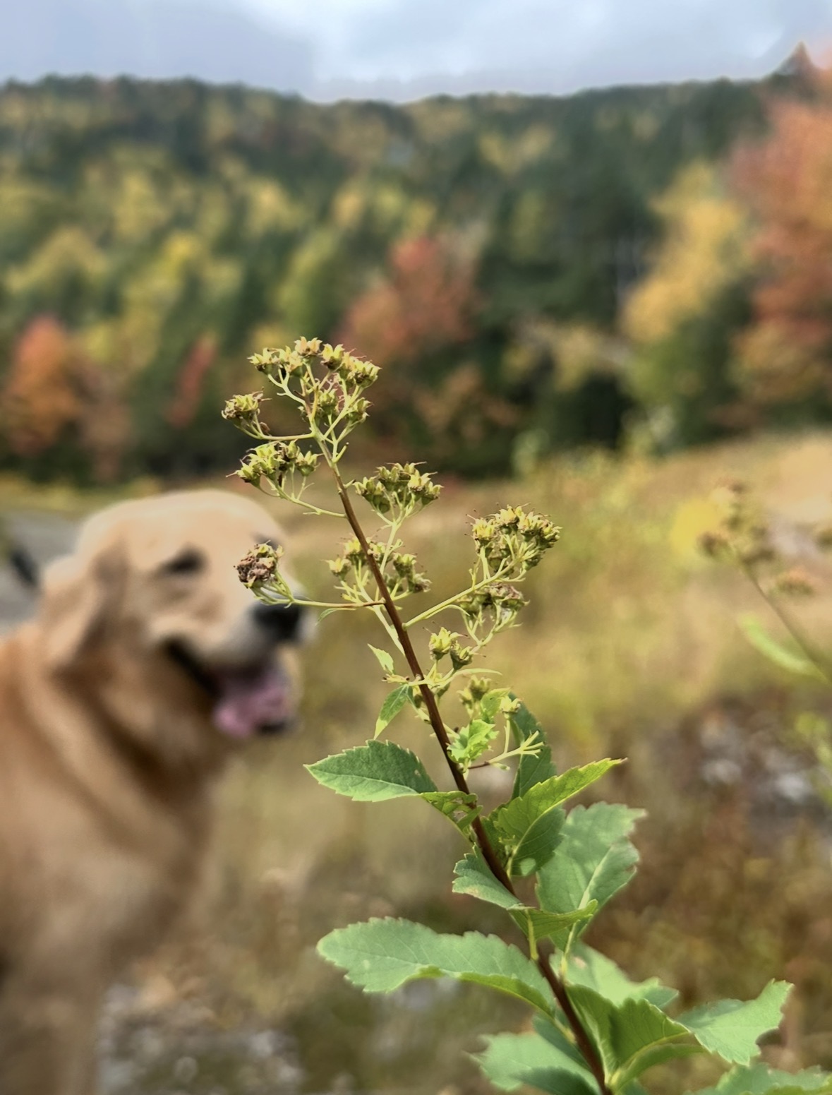 A golden retriever on a Vermont trail in autumn